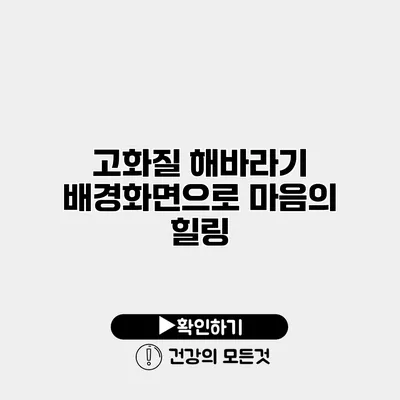 고화질 해바라기 배경화면으로 마음의 힐링