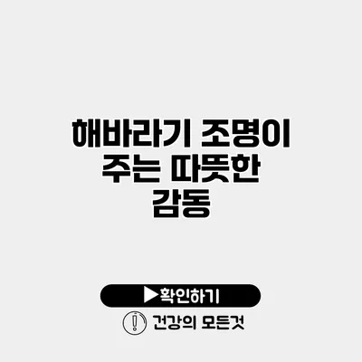 해바라기 조명이 주는 따뜻한 감동